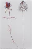 ... self heal and pyramid orchid [2002] by Judy Rodrigues, Drawing