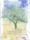 Olive tree by Judy Rodrigues, Drawing