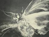 moth 2. by Judy Rodrigues, Artist Print, monotype/screen print